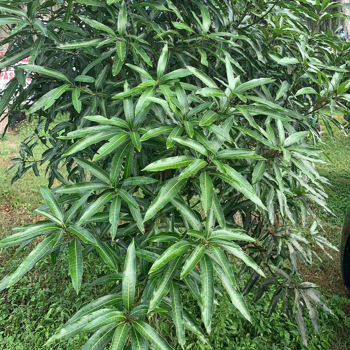 mango leaves