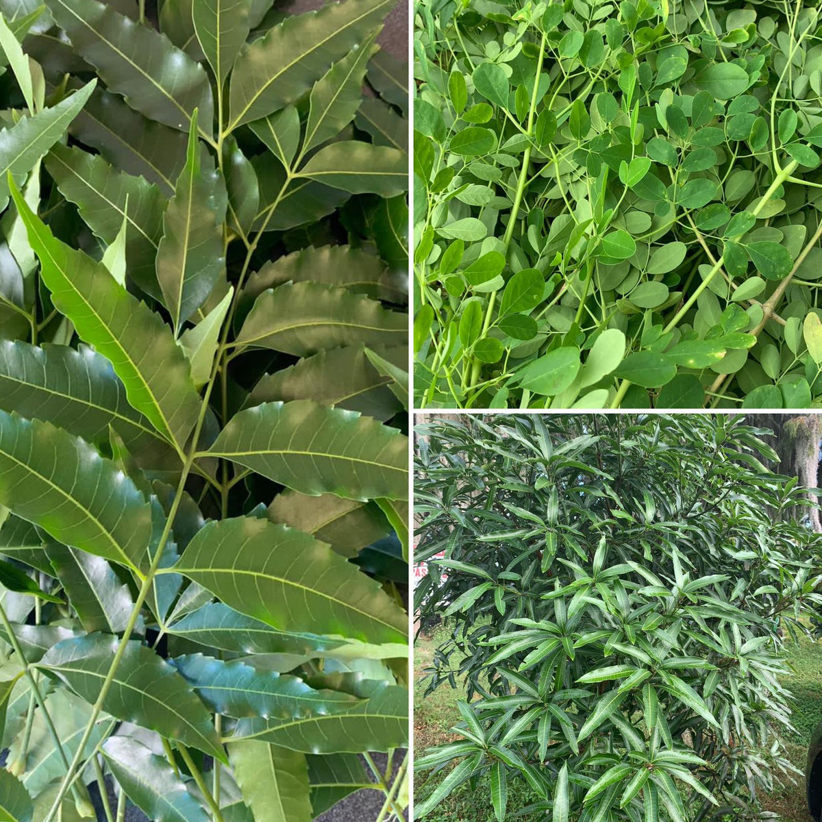 Herbal Farm Fresh & Dried Leaves – KitchenGardens