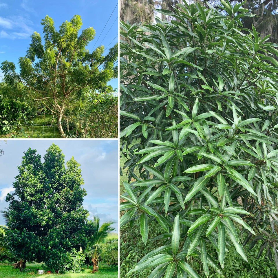 Tropical Fruit Plants Indian alphanso mango jackfruit custard apple coconut tree moringa leaves neem leaves 