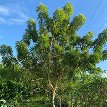 Load image into Gallery viewer, Fresh Organic Neem Leaves grown in Florida (Available in different oz Pack)
