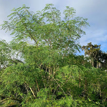 Load image into Gallery viewer, Moring tree. Moringa leaves are used in soups, tea, curries
