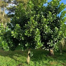 Load image into Gallery viewer, Fresh Jackfruit leaves grown in our Tropical Fruits Grove in Florida (Available in different packs)
