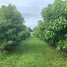 Load image into Gallery viewer, Fresh Mango Leaves grown in our Mango Grove in Florida (Available in differnt packs)
