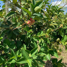 Load image into Gallery viewer, Fresh Jackfruit leaves grown in our Tropical Fruits Grove in Florida (Available in different packs)
