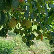 Load image into Gallery viewer, Fresh Jackfruit leaves grown in our Tropical Fruits Grove in Florida (Available in different packs)
