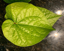 Load image into Gallery viewer, Fresh Betel Leaves (Paan) Grown in Florida US
