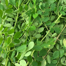 Load image into Gallery viewer, Fresh Organic Moringa Oleifera leaves grown in Florida USA  
