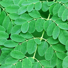 Load image into Gallery viewer, Combo of Fresh Organic Neem Leaves, Moringa Leaves &amp; MangoLeaves grown in Florida (Available in different oz Pack)
