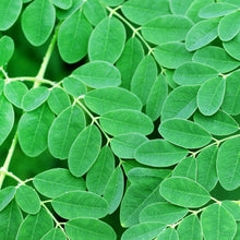 Load image into Gallery viewer, Fresh Organic Moringa Oleifera (Drumstick) Leaves grown in Florida 
