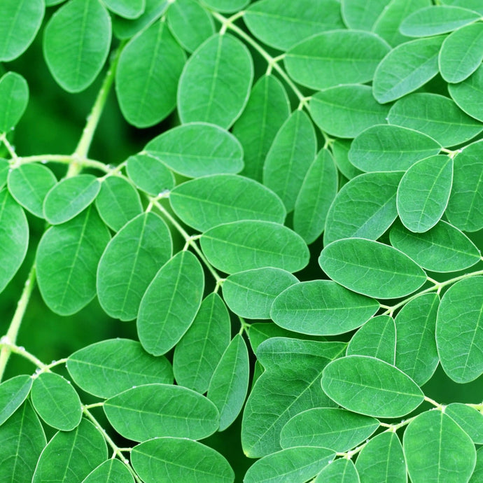 Fresh Organic Moringa Oleifera (Drumstick) Leaves grown in Florida 