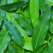 Load image into Gallery viewer, Combo of Fresh Organic Neem Leaves, Moringa Leaves &amp; MangoLeaves grown in Florida (Available in different oz Pack)
