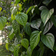 Load image into Gallery viewer, Fresh Betel Leaves (Paan) Grown in Florida US
