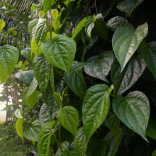 Load image into Gallery viewer, Live Betel Plant Grown in Florida US
