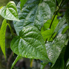 Load image into Gallery viewer, Fresh Betel Leaves Grown in Florida US. Betel leaves are also known as paan and are used in pooja. Betel leave is also used as natural mouth freshner
