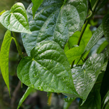 Load image into Gallery viewer, Live Betel Plant Grown in Florida US
