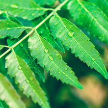 Load image into Gallery viewer, Fresh Organic Neem Leaves grown in Florida (Available in different oz Pack)
