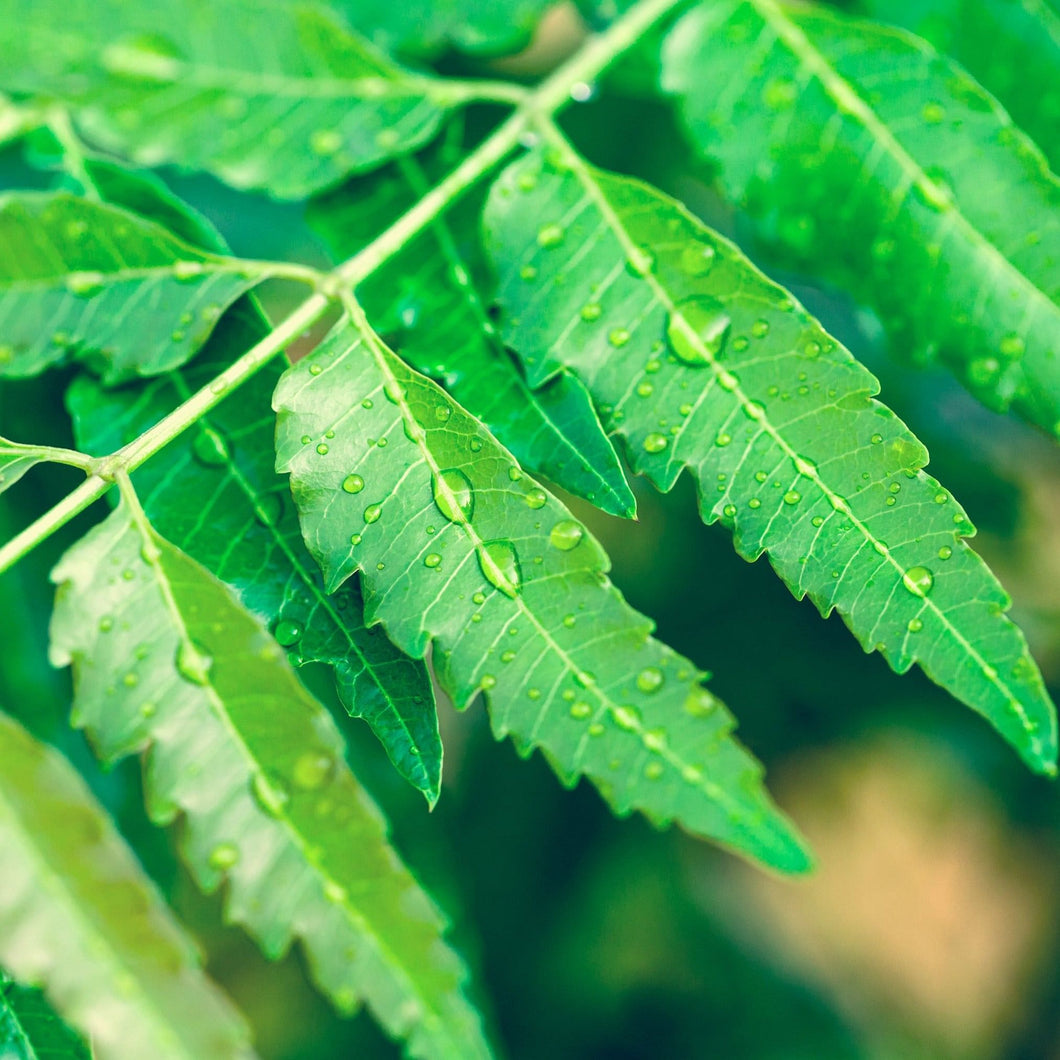 Fresh Organic Neem Leaves grown in Florida (Available in different oz Pack)